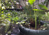 Floating Island Pond Planters
